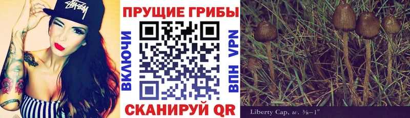 Псилоцибиновые грибы Psilocybe  Нерюнгри 